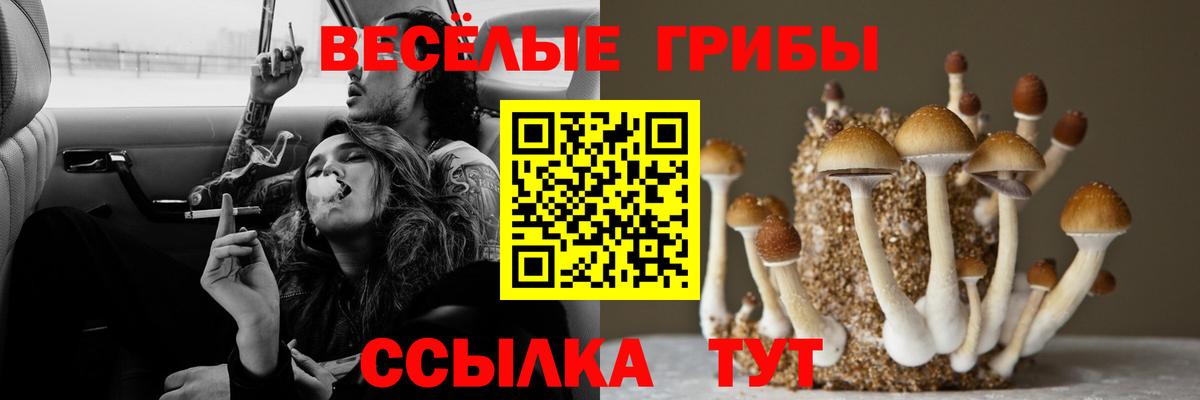 Губкин  Псилоцибиновые грибы Cubensis  Вход с VPN 